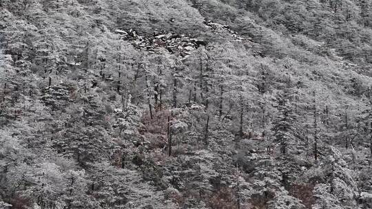 秦岭朱雀国家森林公园（冰晶顶）雪景航拍