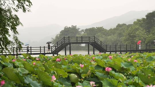 杭州湘湖风景荷花池与石拱桥