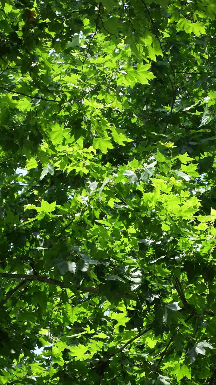 茂密绿叶繁茂树木景象