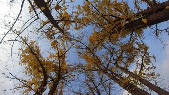 升格摄影深秋的风中银杏叶缓缓落叶