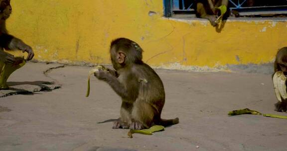 猕猴子坐在墙边栏杆上窗户上吃香蕉 4k