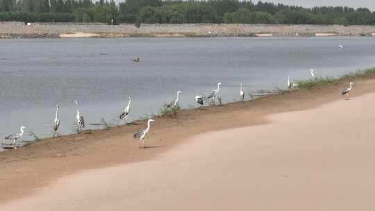 黄河河道内的水鸟灰鹭