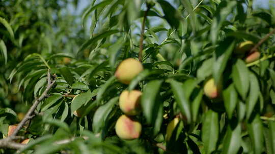 农业桃园成熟的桃子