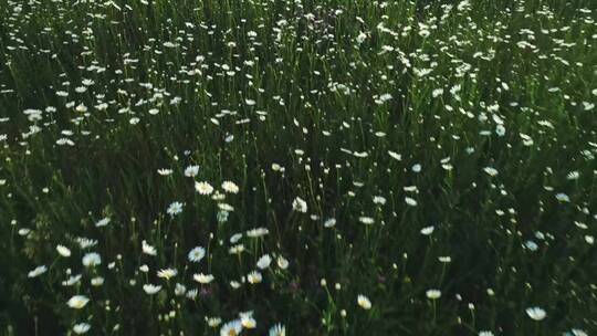覆盖着田野的白色野花