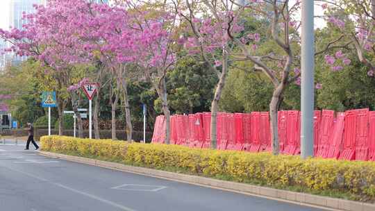 紫花风铃木视频素材模板下载