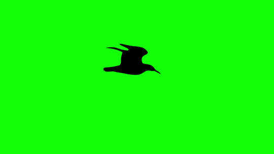 动画鸟表情符号图标动画