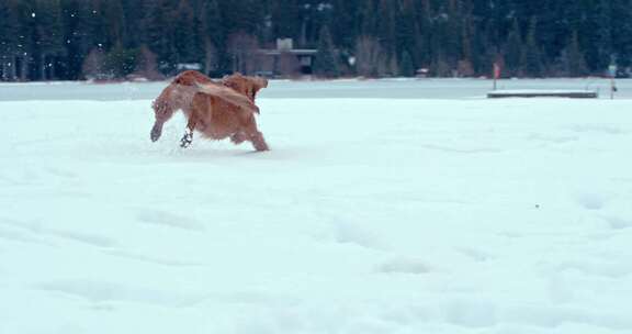 狗，金毛猎犬，玩耍，雪