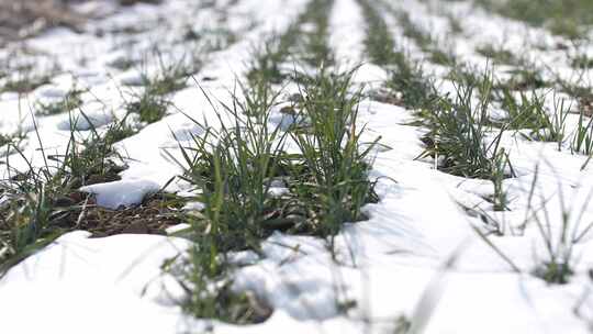 冬天小麦植物与雪覆盖农民的田地的电影镜头