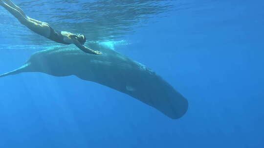 女人和座头鲸在水下嬉戏视频素材模板下载