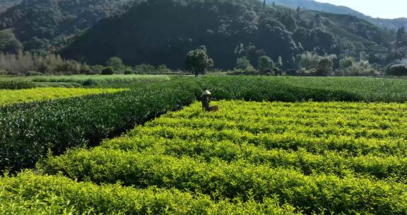 茶叶茶园武夷山茶庄大自然茶园