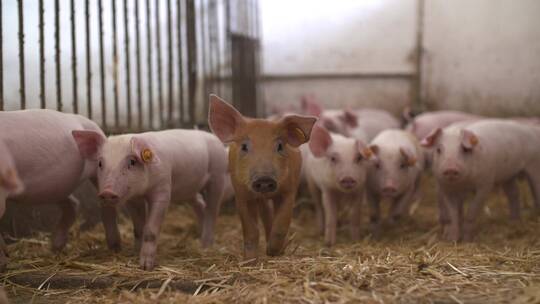 养殖场围栏里的猪