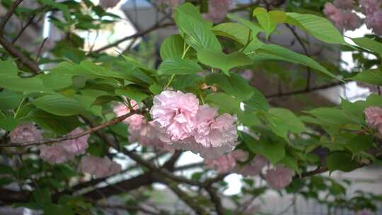 长沙市植物园晚樱盛开