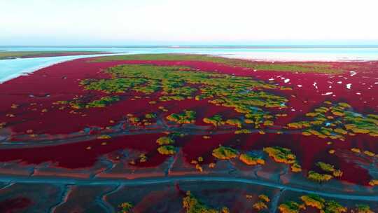 4K湿地辽河口盘锦红海滩丹顶鹤色彩红色