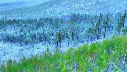 大兴安岭春季极端天气降雪云雾缭绕