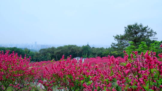 桃花林 树林 春暖花开 桃花坞 桃花园