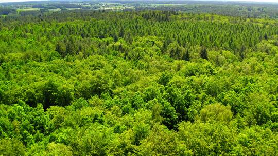 航拍夏季鸟瞰波兰的绿色森林