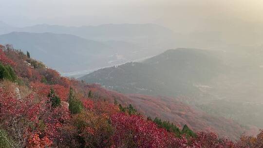 济南蚰蜒山，满山红叶景观