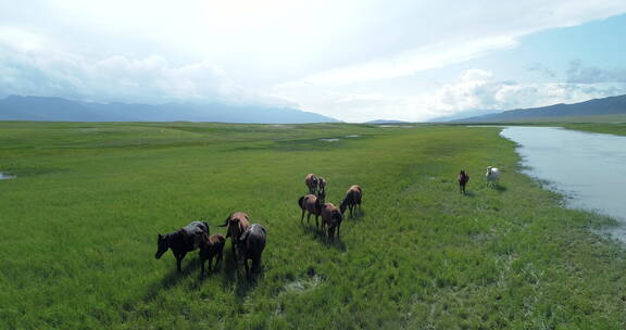 新疆蓝天下一群马悠闲的在河边草地上觅食