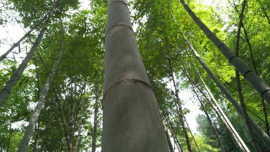 竹林竹海风光