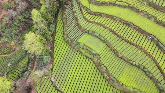 大山里的绿色茶园美景景色航拍