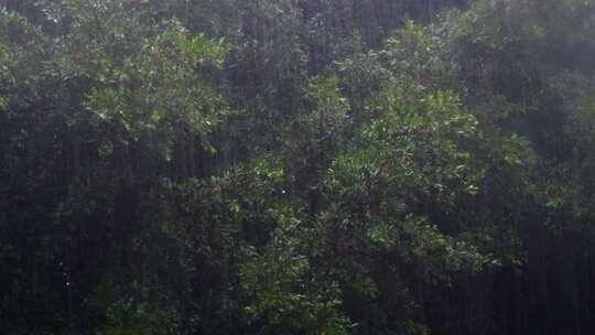 下雨雨天滋润植物树木