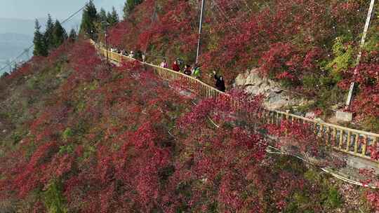 长江三峡巫峡红叶