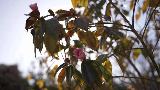 夕阳下的茶花黄昏草坪