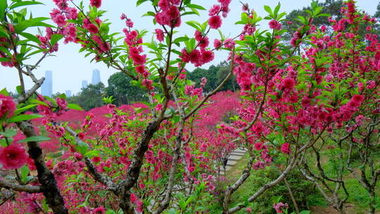 桃花林 树林 春暖花开 桃花坞 桃花园