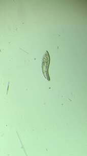 微分干涉DIC显微镜放大100倍的微生物草履虫