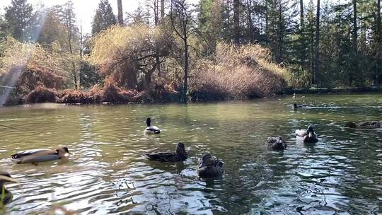 一群鸭子在池塘里游泳