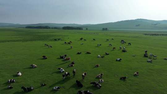青草地吃草的牛群