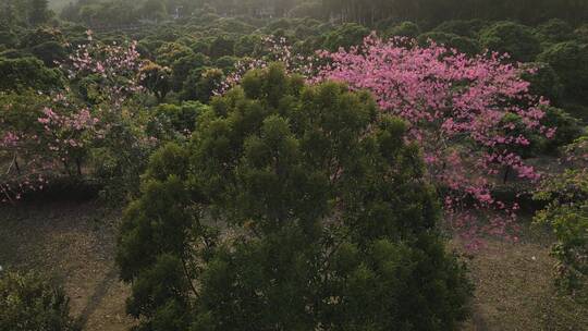 城市花园