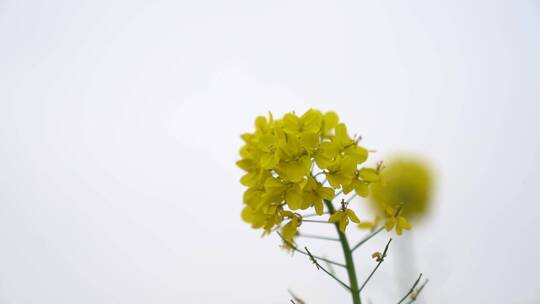 油菜花特写