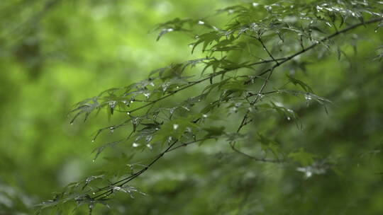 雨中绿色植物叶子
