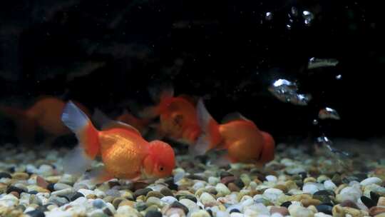 水族箱鱼缸游动金鱼视频素材模板下载