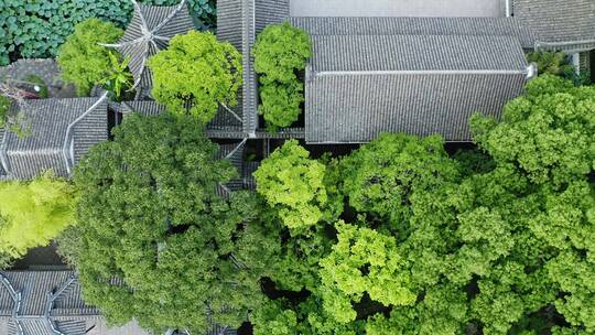树林环绕绿色生态上海著名旅游风景区醉白池