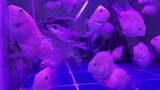水族馆的鱼高清在线视频素材下载