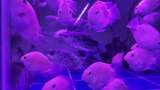 水族馆的鱼高清在线视频素材下载