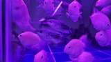 水族馆的鱼高清在线视频素材下载