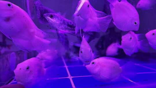 水族馆的鱼