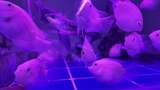 水族馆的鱼高清在线视频素材下载