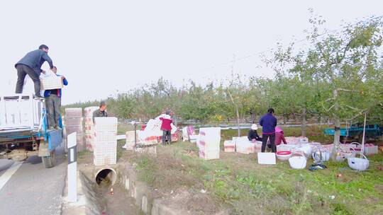 洛川苹果种植