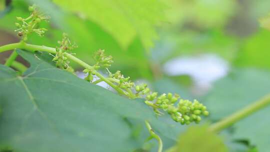 葡萄花序，葡萄花，葡萄