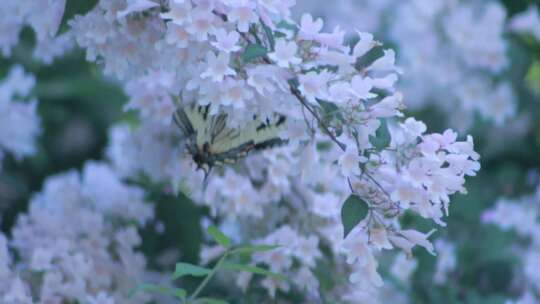 美丽的花蝴蝶自然美丽