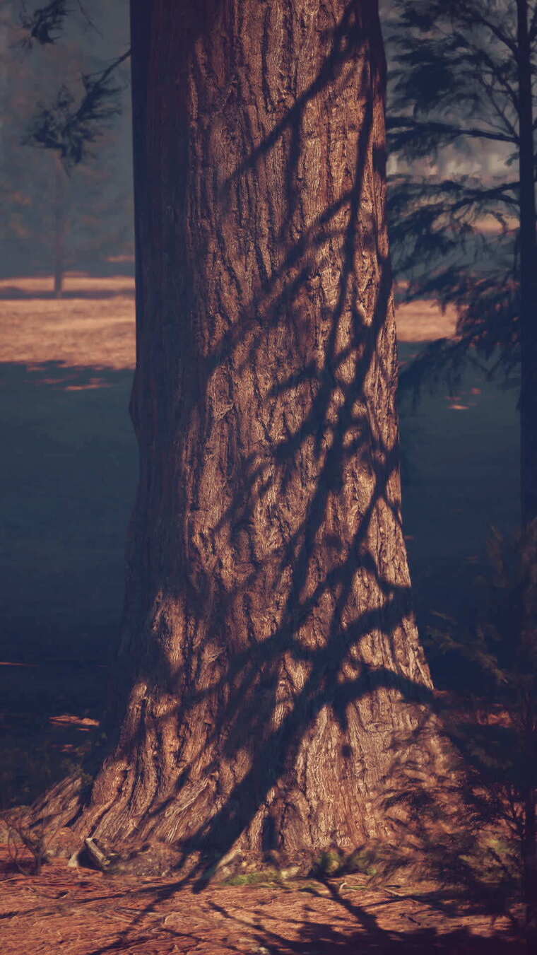 雄伟的红杉林，参天大树