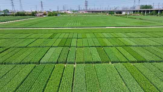 航拍春天绿色小麦田,科研用地高标准农田