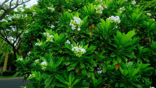 海杧果 热带植物