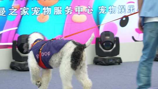 宠物服务中心牵绳行走的小狗