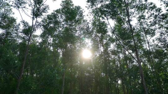 阳光下森林风吹树林大风吹树叶风吹丛林树枝