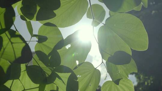 小区树木阳光穿过树叶的光芒视频素材模板下载